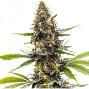 PEACH FOAM -Living Soil Exotics - Sticky Fields Farm - Maine