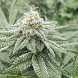 BLACK ICE - Hand Trimmed -  Maine