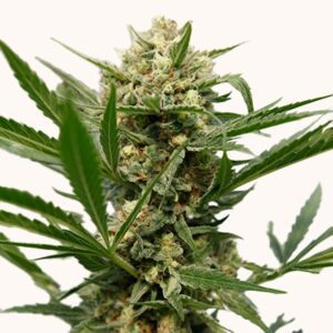 GRAPEFRUIT - Tennessee