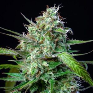 BLUEBERRY COUGH DROP- Tennessee