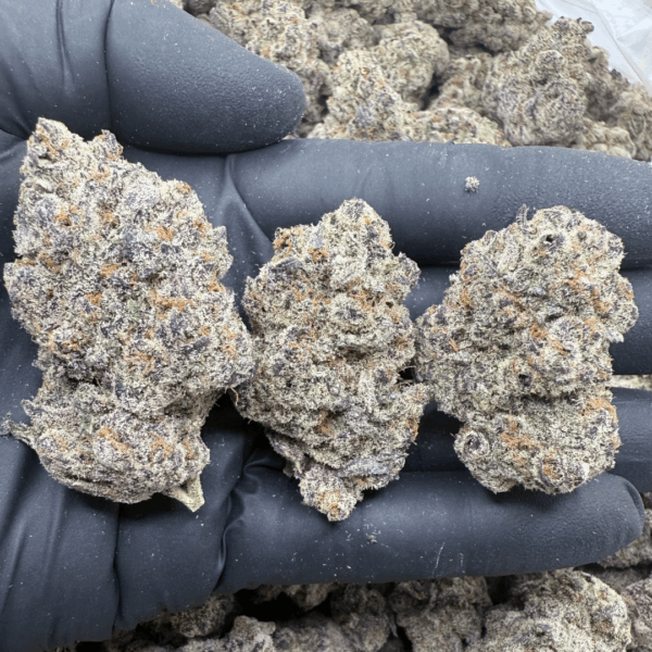SUB ZERO - Living Soil Exotics - Sticky Fields Farm - Maine - Image 2