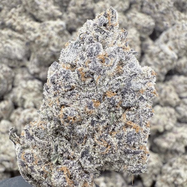 SUB ZERO - Living Soil Exotics - Sticky Fields Farm - Maine - Image 3