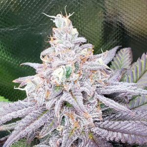 SUB ZERO - Living Soil Exotics - Sticky Fields Farm - Maine