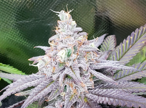 SUB ZERO - Living Soil Exotics - Sticky Fields Farm - Maine