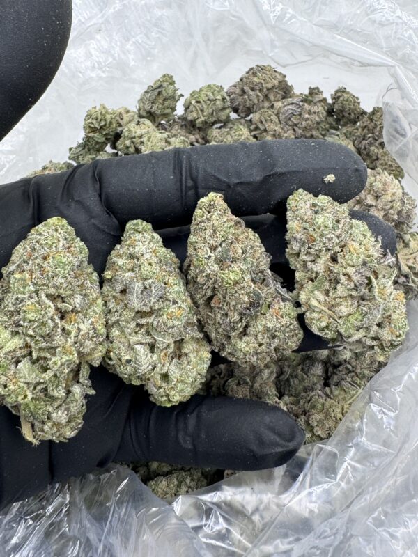 TWISTED TERPS - Commercial Indoors - Maine - Image 2