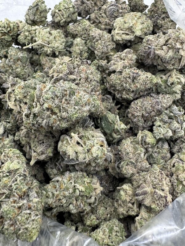 TWISTED TERPS - Commercial Indoors - Maine - Image 3