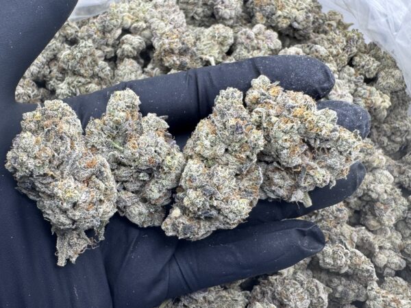 DRAGON BREATHE - Living Soil Exotics - Image 2