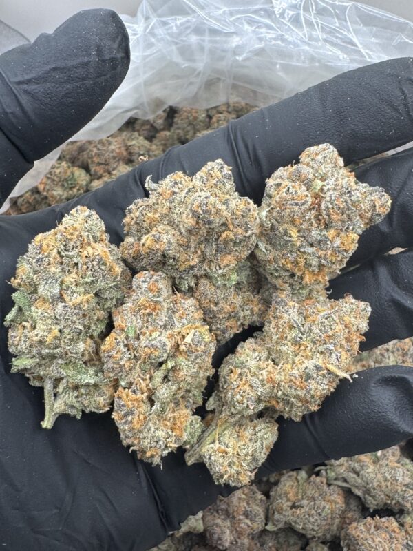 SPECIMEN X -Hand Trimmed - Maine - Image 2