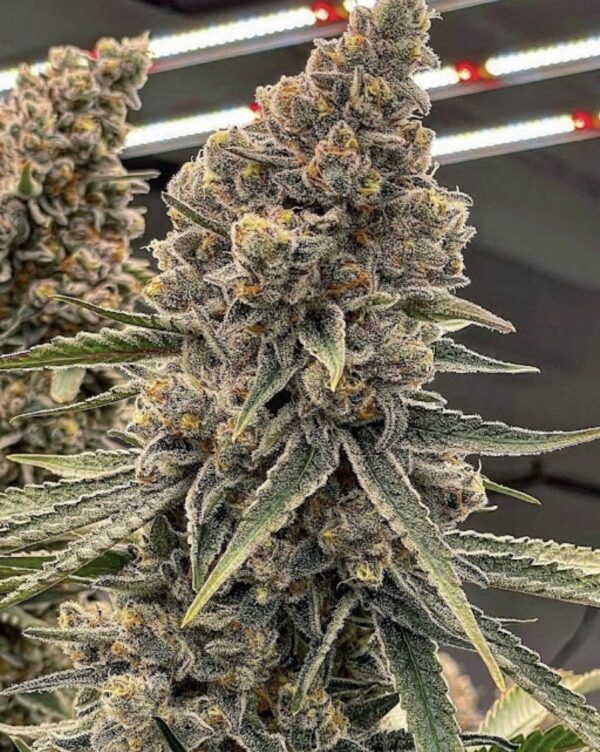 SUPER BOOF- Hand Trimmed- Maine