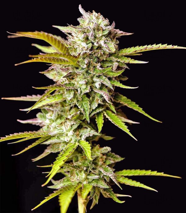 GIRL SCOUT GLUE - Frosty Moose Maine