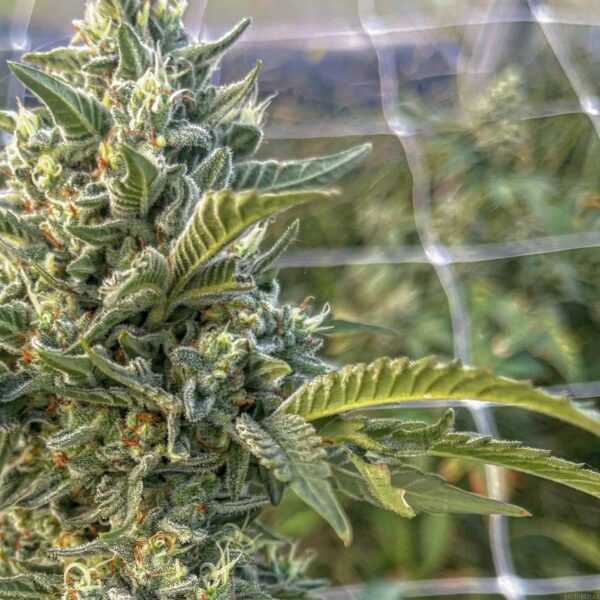 BANANA COOLER - Frosty Moose Maine