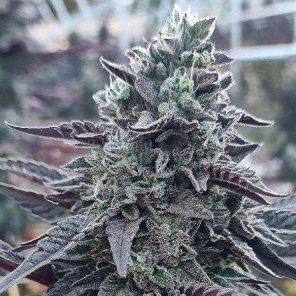 SHERB CAKE - Frosty Moose Maine
