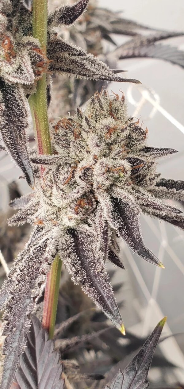 WICKED WHIFF - Frosty Moose Maine