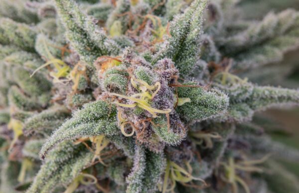 CINNA ROLLS - Frosty Moose Maine