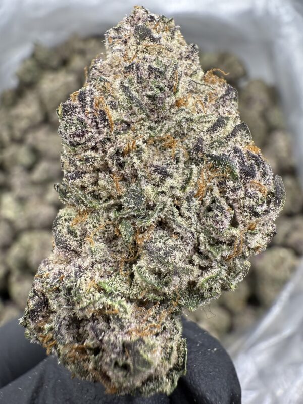 PERMANENT RUNTZ - Living Soil Exotics - Image 2