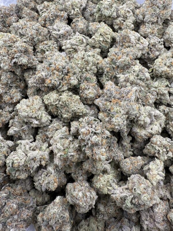 ALIEN CAKE - Living Soil Exotics - Image 2