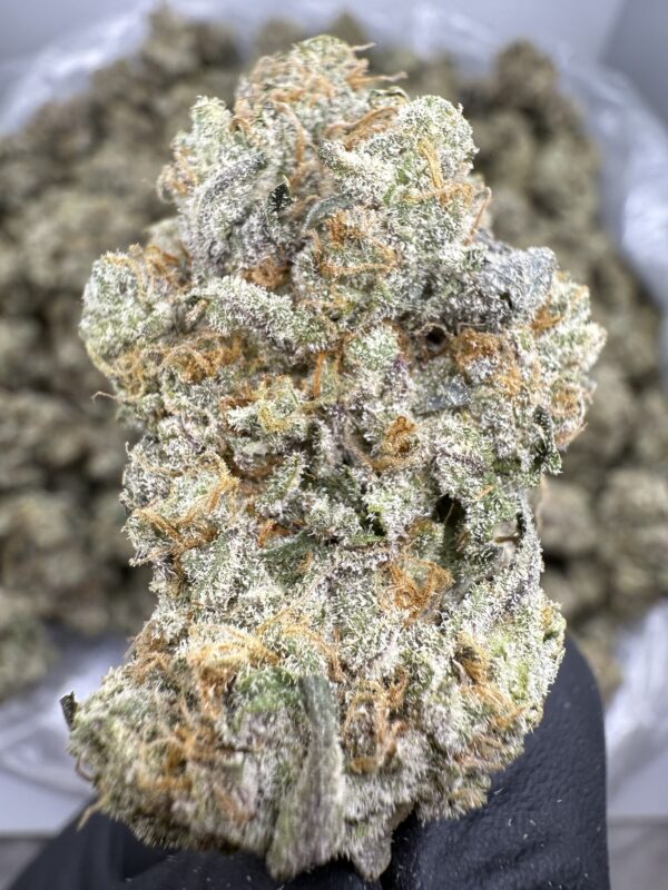 ALIEN CAKE - Living Soil Exotics - Image 4