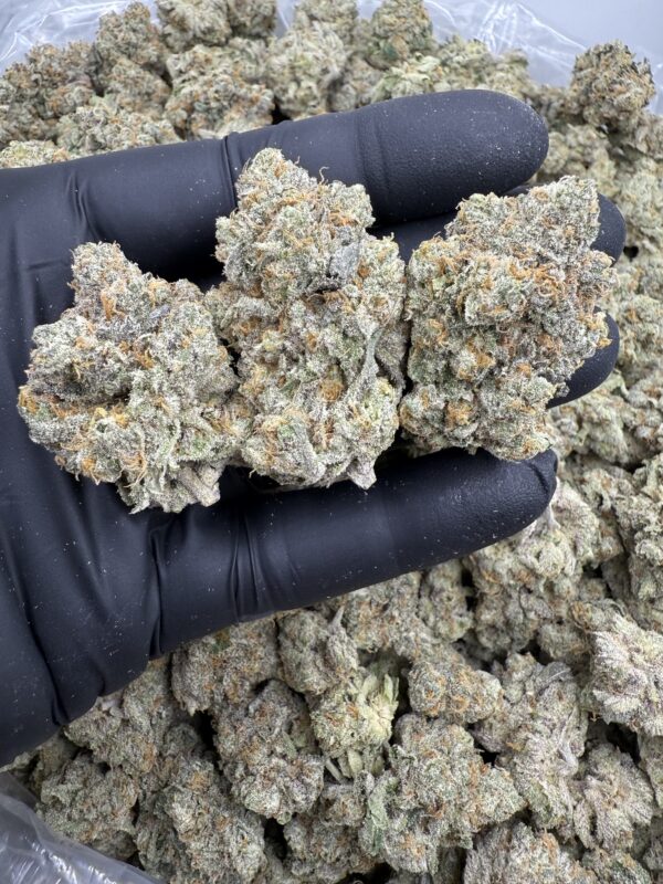 ALIEN CAKE - Living Soil Exotics - Image 3