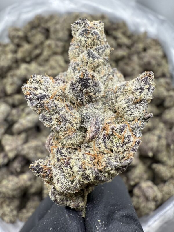 JOKERS JUICE - Living Soil Exotics - Image 2