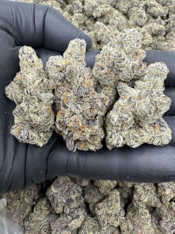 JOKERS JUICE - Living Soil Exotics - Image 3