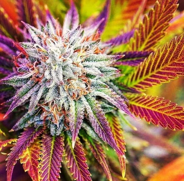 BLOOBERRY - Frosty Moose Maine