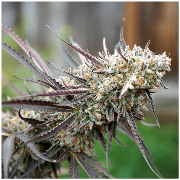 LEMON BERRY - Frosty Moose Maine