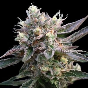 STICKY RICE - Frosty Moose - Maine
