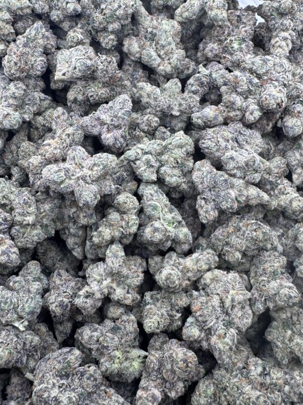 STICKY RICE - Frosty Moose Maine - Image 3