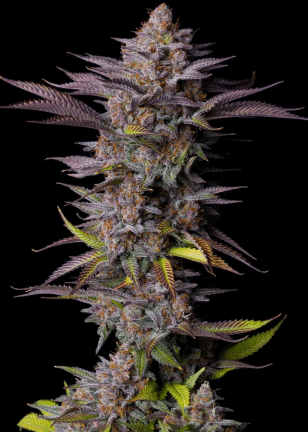 PERMANENT RUNTZ - Living Soil Exotics