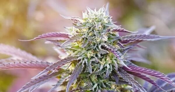 ALIEN CAKE - Living Soil Exotics