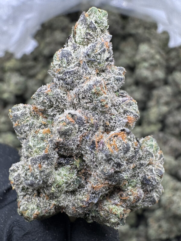MOLTEN LAVA - Frosty Moose - Image 2
