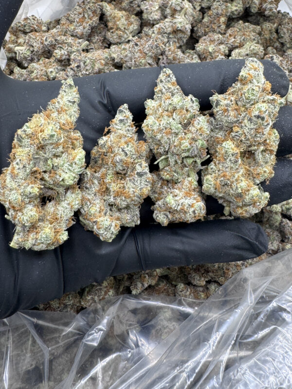 MOTOR BREATH - Frosty Moose - Image 3
