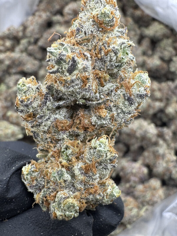 MOTOR BREATH - Frosty Moose - Image 2