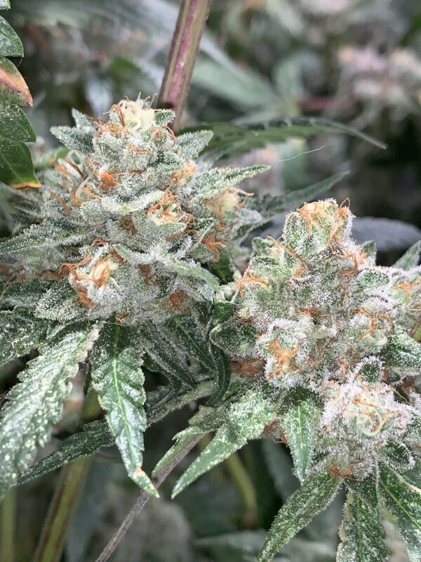 MOTOR BREATH - Frosty Moose