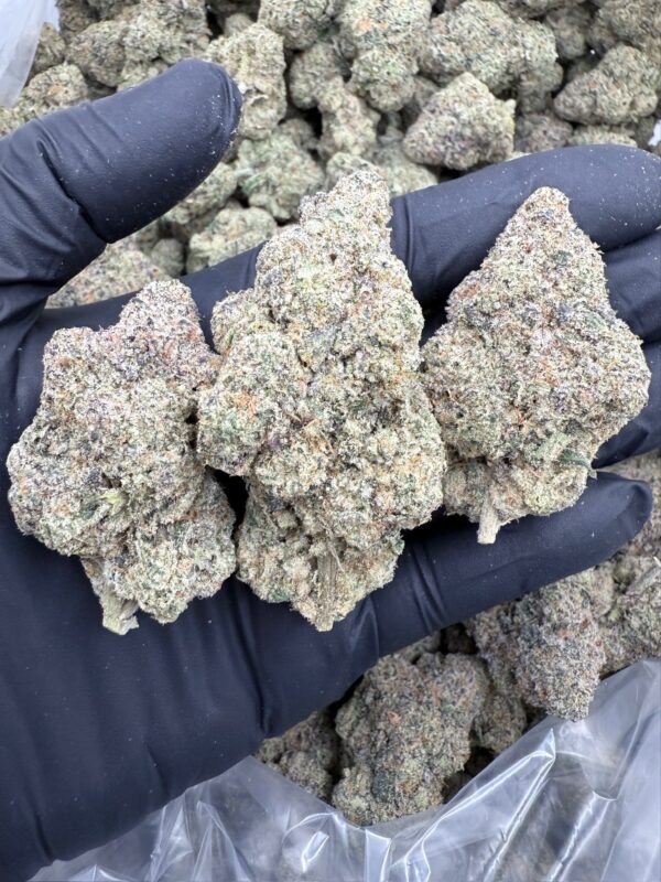 ANIMAL COOKIES x GUSHERS - Living Soil Exotics - Illest Haze - Maine - Image 3
