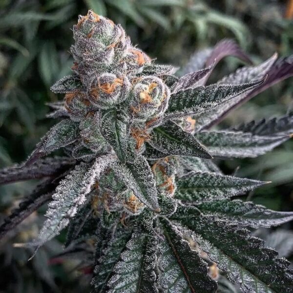 ANIMAL COOKIES x GUSHERS - Living Soil Exotics - Illest Haze - Maine