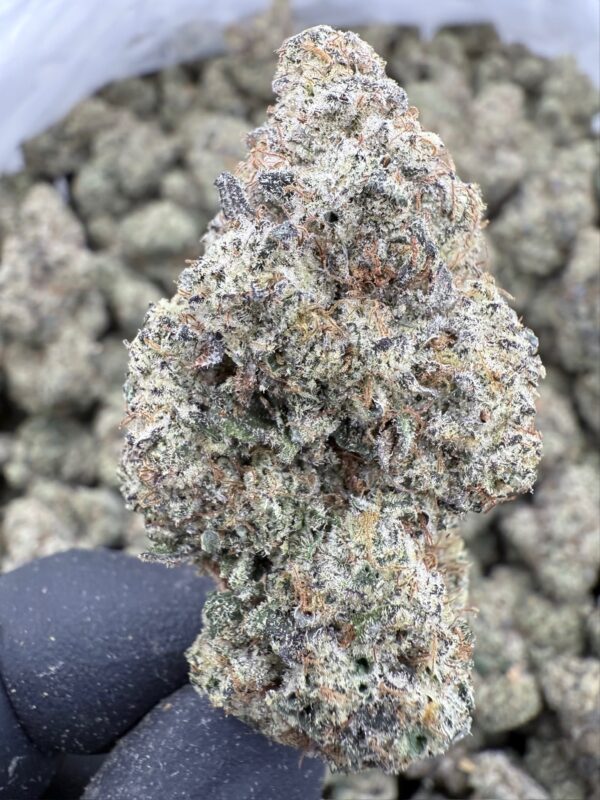 Area 41 - Frosty Moose - Maine - Image 4