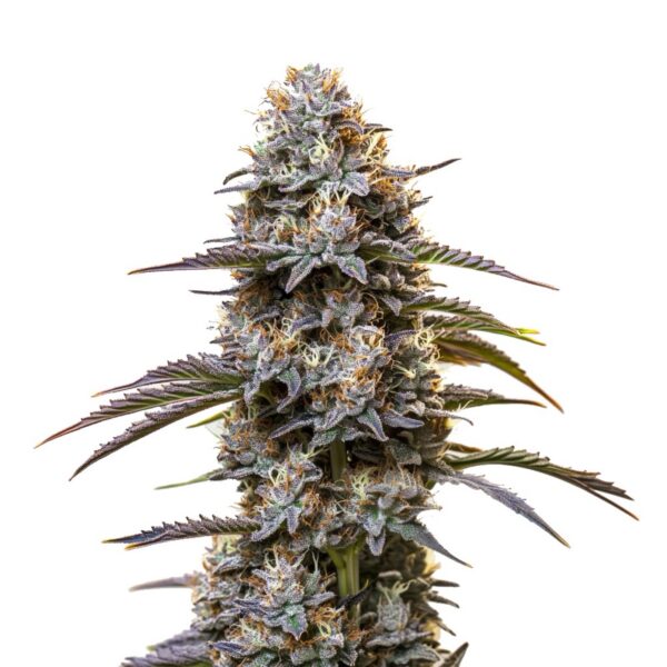 Area 41 - Frosty Moose - Maine