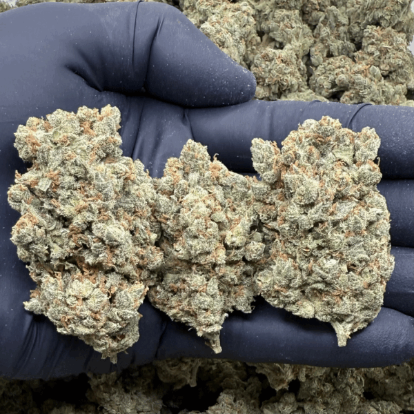 BUBBLE JACK - Living Soil Exotics - Sticky Fields Farm - Maine - Image 3