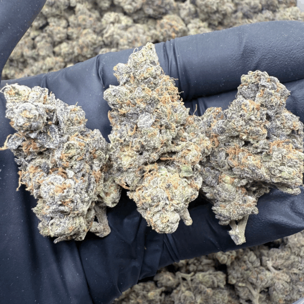 CARBON CAKE - Living Soil Exotics - Sticky Fields Farm - Maine - Image 2