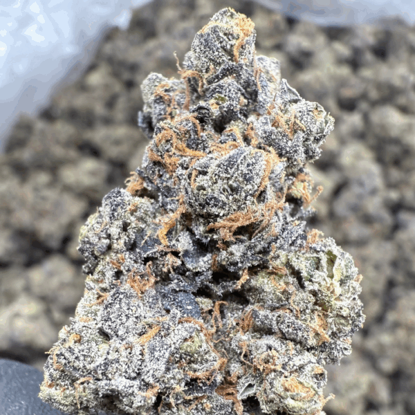 CARBON CAKE - Living Soil Exotics - Sticky Fields Farm - Maine - Image 3