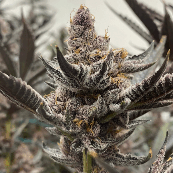 CARBON CAKE - Living Soil Exotics - Sticky Fields Farm - Maine