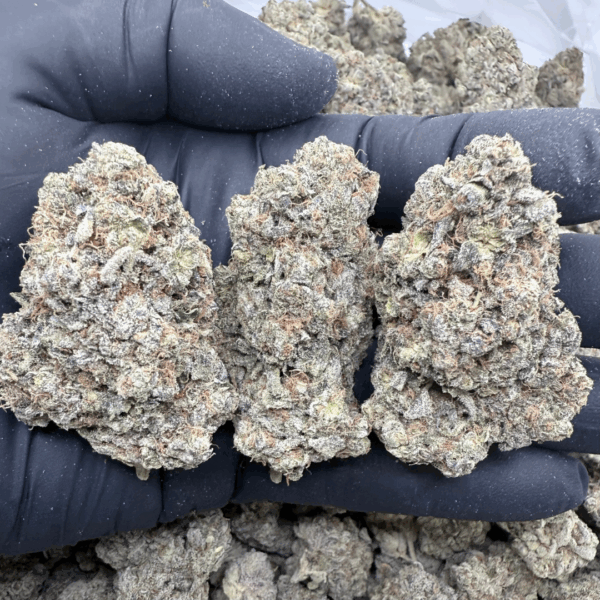 CHEESE QUAKE - Living Soil Exotics - Sticky Fields Farm - Maine - Image 2