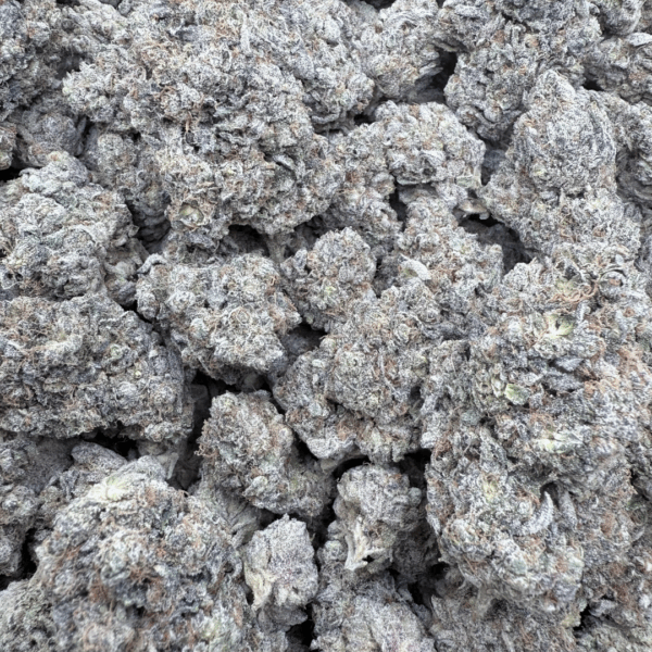 CHEESE QUAKE - Living Soil Exotics - Sticky Fields Farm - Maine - Image 4
