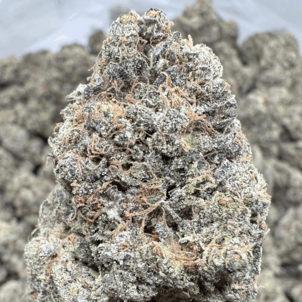 CHEESE QUAKE - Living Soil Exotics - Sticky Fields Farm - Maine - Image 3