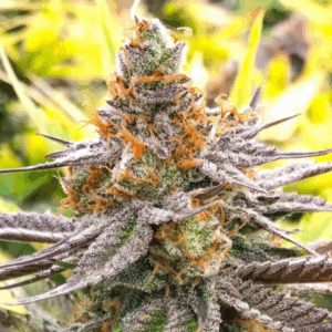CHEESE QUAKE - Living Soil Exotics - Sticky Fields Farm - Maine