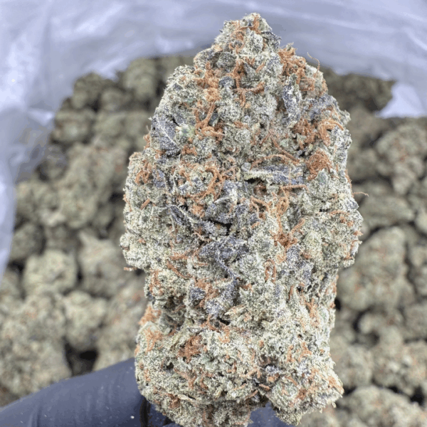 CHEMDAWG RUNTZ - Living Soil Exotics - Sticky Fields Farm - Maine - Image 3