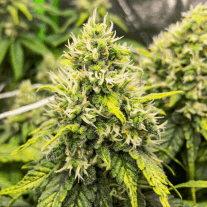 CHEMDAWG RUNTZ - Living Soil Exotics - Sticky Fields Farm - Maine