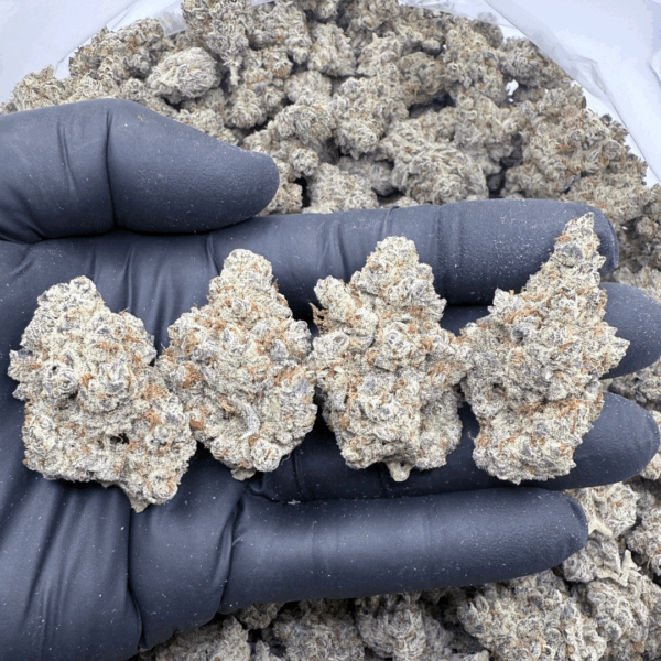 DEVIL DRIVER - Living Soil Exotics - Sticky Fields Farm - Maine - Image 2