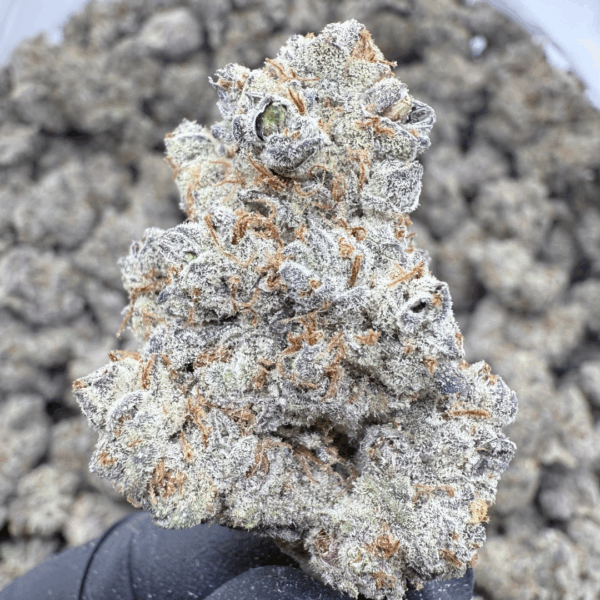 DEVIL DRIVER - Living Soil Exotics - Sticky Fields Farm - Maine - Image 3